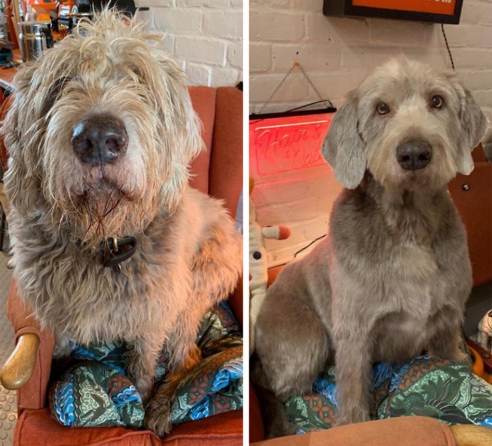 16-photos-of-dogs-who-went-to-the-groomer-and-came-back-as-completely-different-pets-07