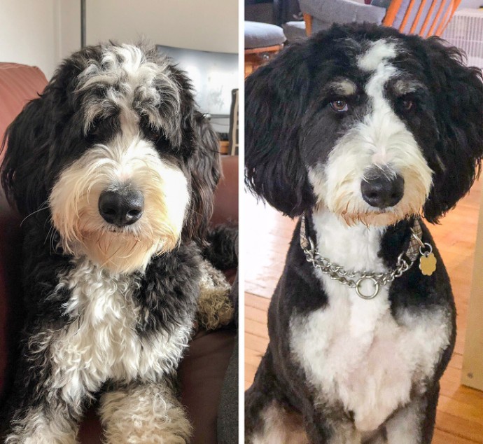 16-photos-of-dogs-who-went-to-the-groomer-and-came-back-as-completely-different-pets-08
