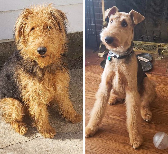 16-photos-of-dogs-who-went-to-the-groomer-and-came-back-as-completely-different-pets-09