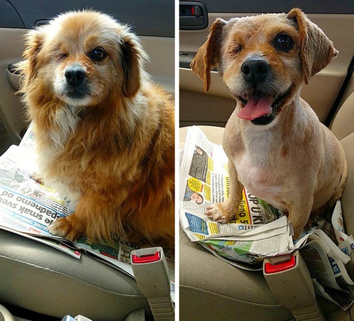 16-photos-of-dogs-who-went-to-the-groomer-and-came-back-as-completely-different-pets-10