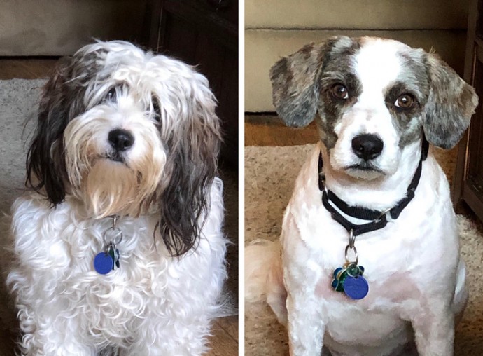 16-photos-of-dogs-who-went-to-the-groomer-and-came-back-as-completely-different-pets-11