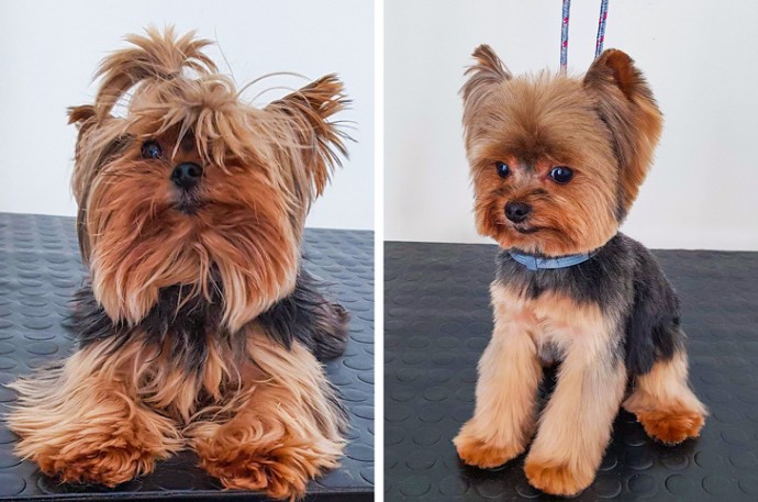 16-photos-of-dogs-who-went-to-the-groomer-and-came-back-as-completely-different-pets-13