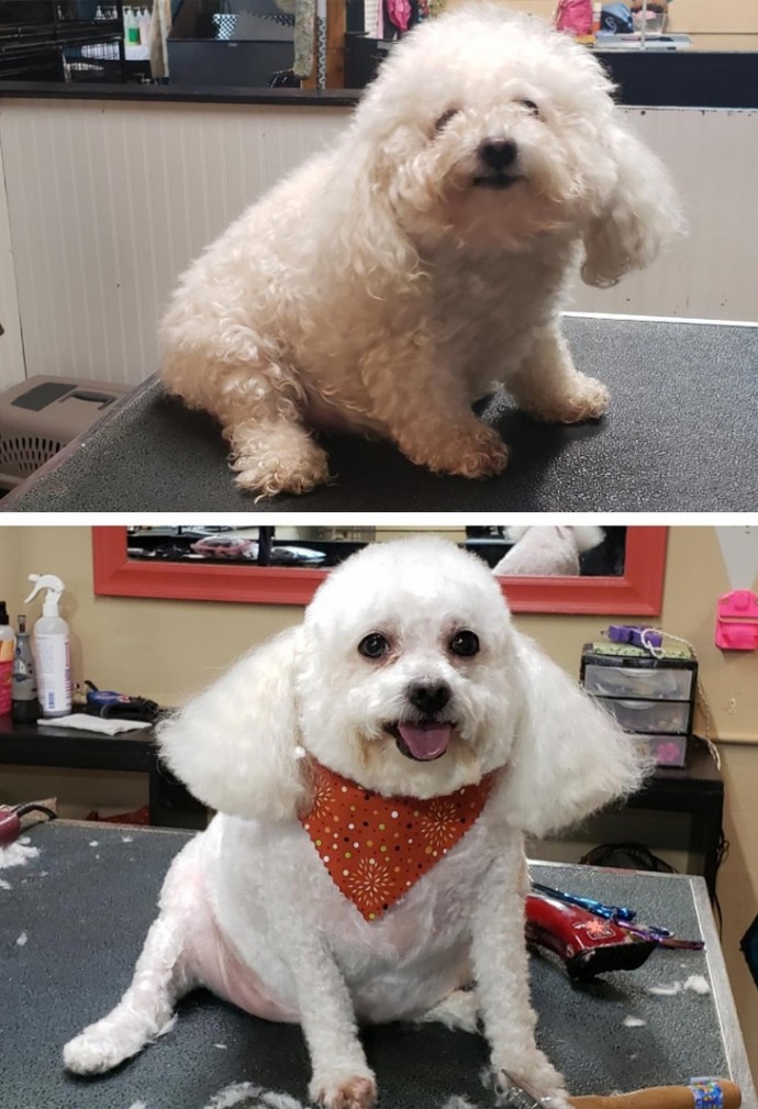 16-photos-of-dogs-who-went-to-the-groomer-and-came-back-as-completely-different-pets-14