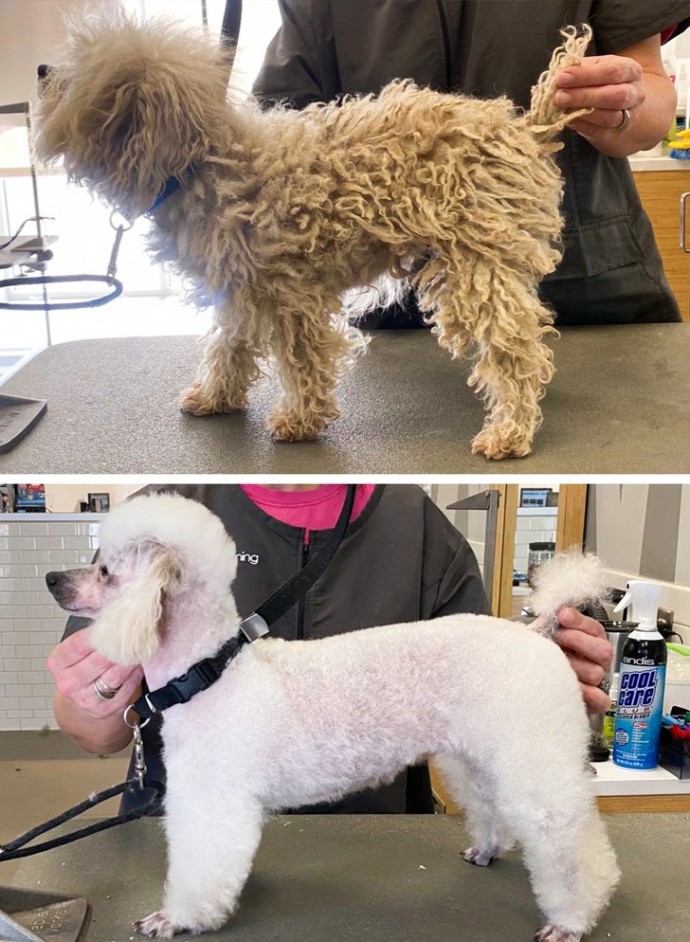 16-photos-of-dogs-who-went-to-the-groomer-and-came-back-as-completely-different-pets-15
