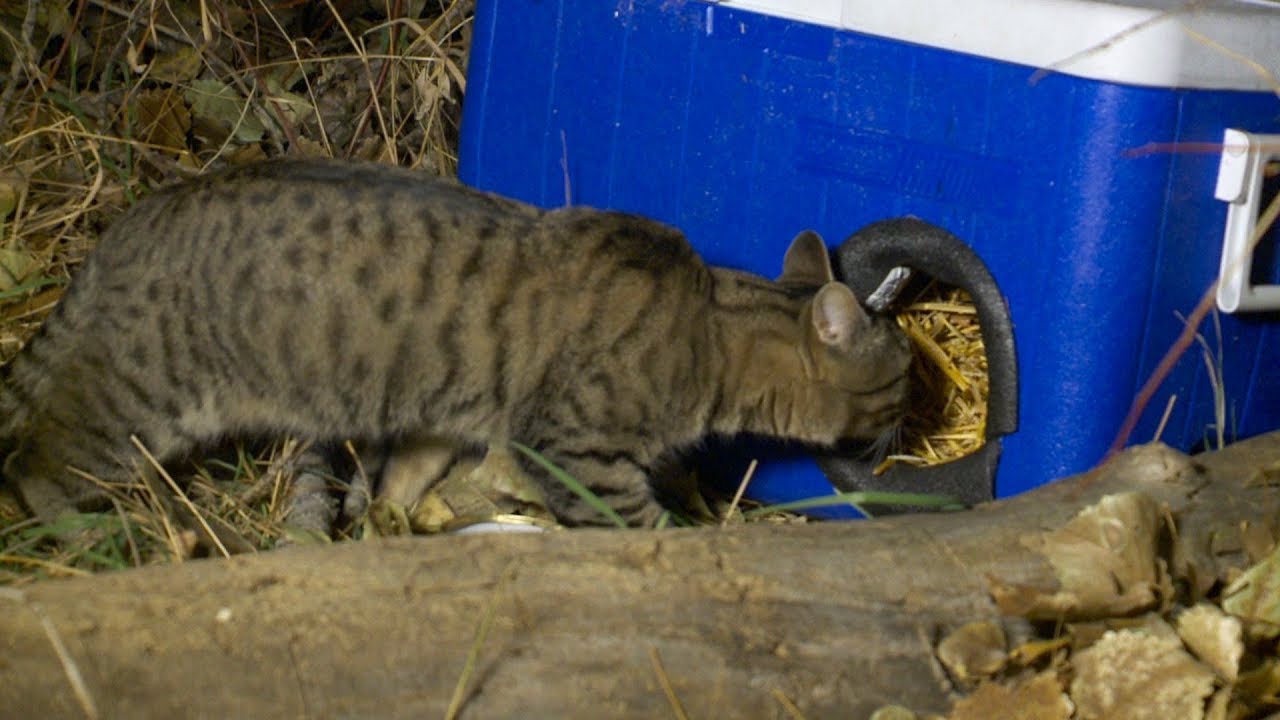 Utah Man Creates 'Cat Coolers' to Help Feral Cats Escape Winter Cold - YouTube