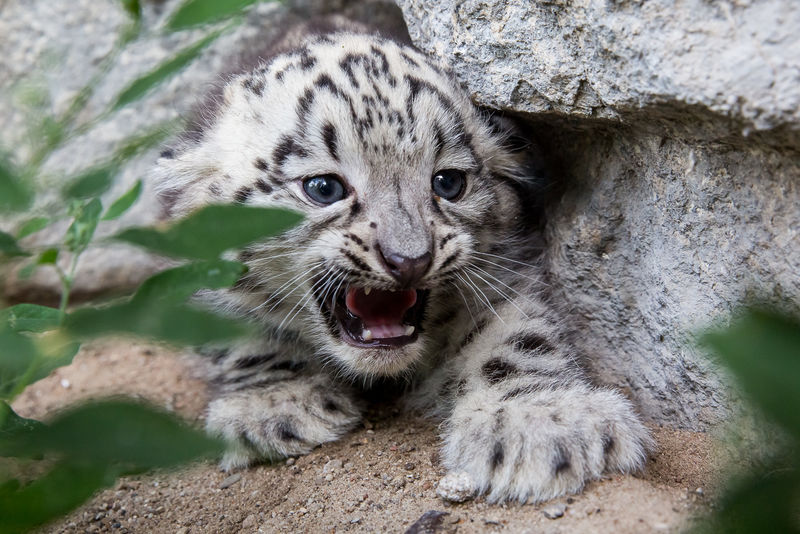 Meet Kitai the Endangered Snow Leopard Cub - ZooBorns