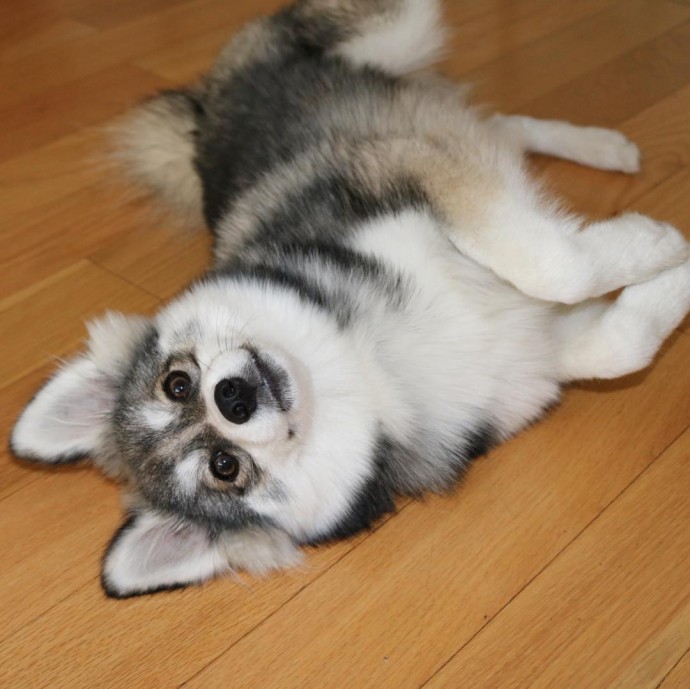 meet-norman-the-adorable-pomeranian-husky-mix-the-internet-has-fallen-in-love-with-02