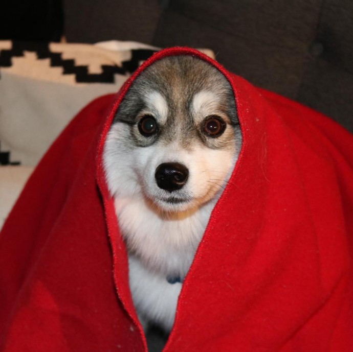 meet-norman-the-adorable-pomeranian-husky-mix-the-internet-has-fallen-in-love-with-03