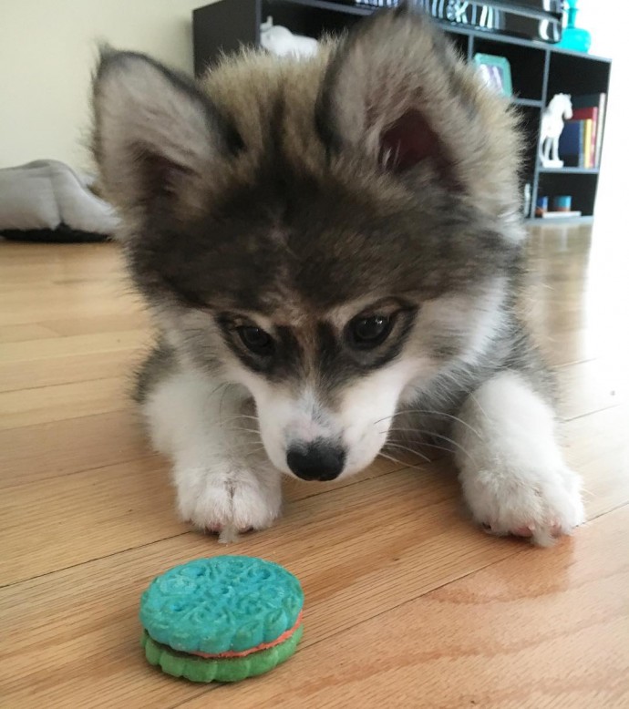 meet-norman-the-adorable-pomeranian-husky-mix-the-internet-has-fallen-in-love-with-09