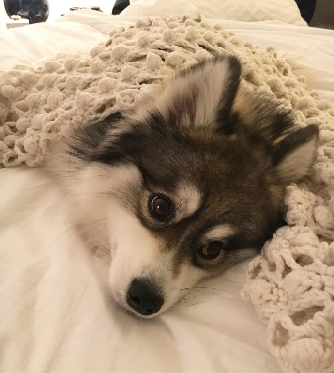 meet-norman-the-adorable-pomeranian-husky-mix-the-internet-has-fallen-in-love-with-10