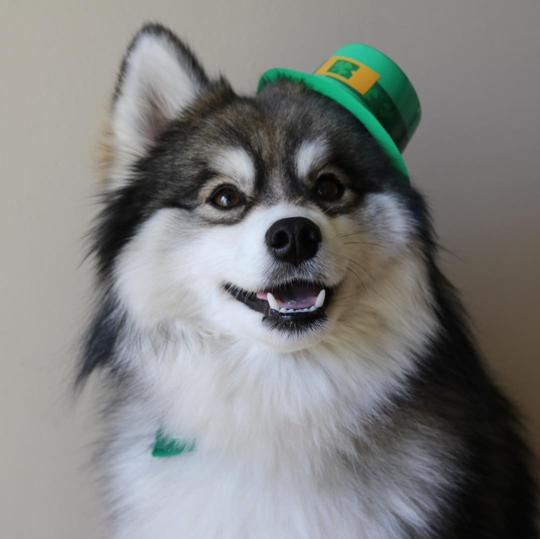 meet-norman-the-adorable-pomeranian-husky-mix-the-internet-has-fallen-in-love-with-11