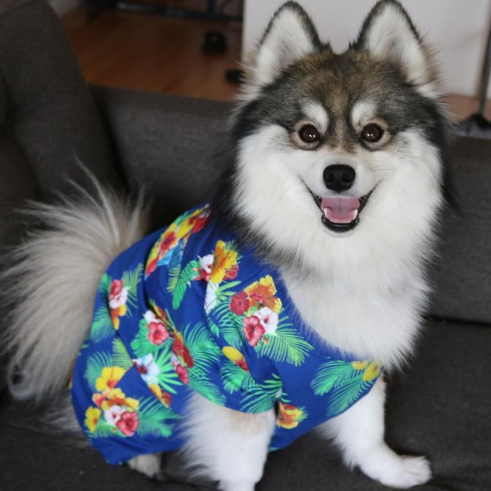 meet-norman-the-adorable-pomeranian-husky-mix-the-internet-has-fallen-in-love-with-12