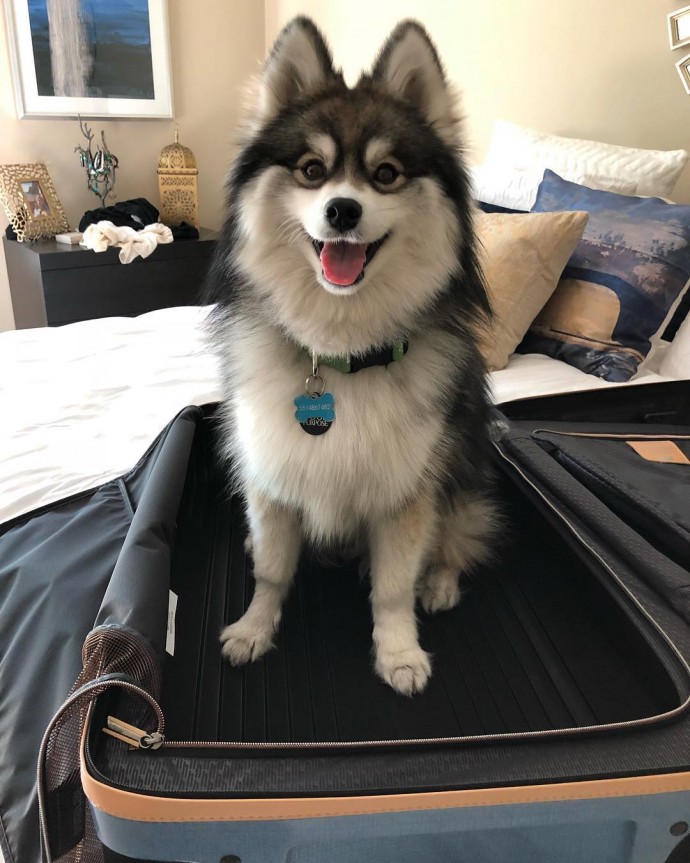 meet-norman-the-adorable-pomeranian-husky-mix-the-internet-has-fallen-in-love-with-13