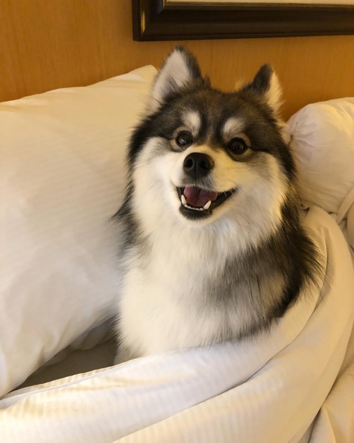 meet-norman-the-adorable-pomeranian-husky-mix-the-internet-has-fallen-in-love-with-14