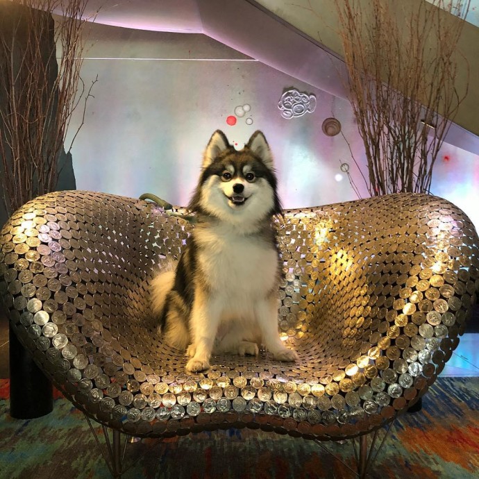 meet-norman-the-adorable-pomeranian-husky-mix-the-internet-has-fallen-in-love-with-15