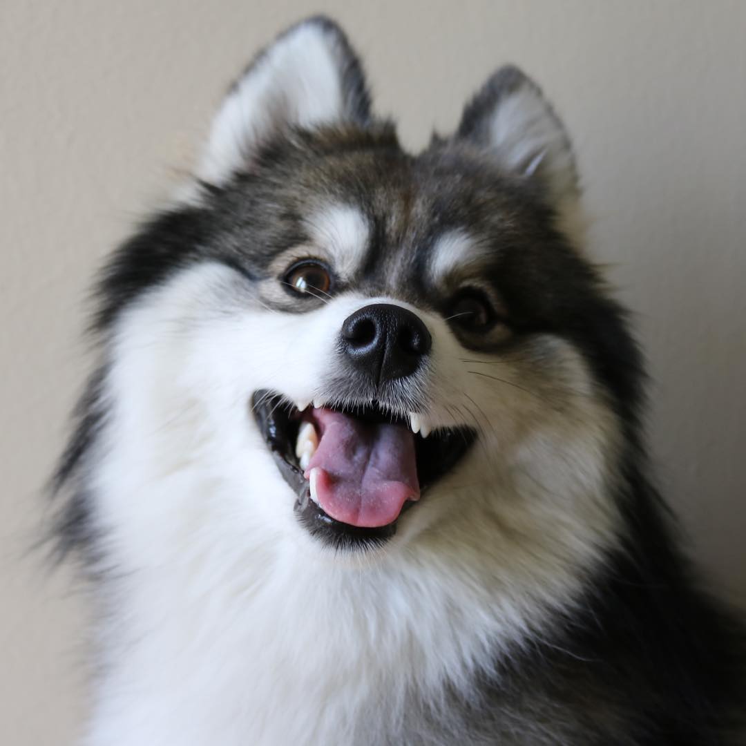 meet-norman-the-adorable-pomeranian-husky-mix-the-internet-has-fallen-in-love-with-16