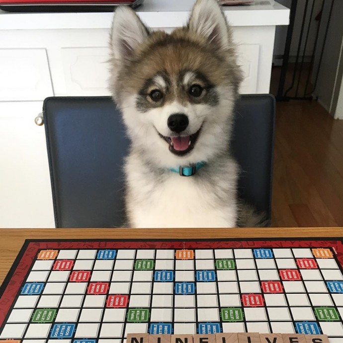 meet-norman-the-adorable-pomeranian-husky-mix-the-internet-has-fallen-in-love-with-18