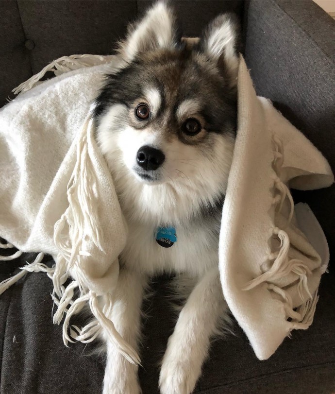 meet-norman-the-adorable-pomeranian-husky-mix-the-internet-has-fallen-in-love-with-23