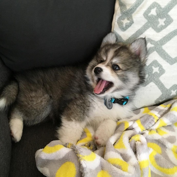meet-norman-the-adorable-pomeranian-husky-mix-the-internet-has-fallen-in-love-with-33