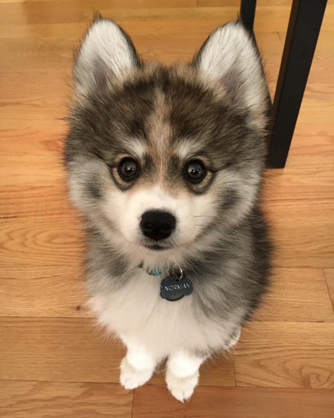 meet-norman-the-adorable-pomeranian-husky-mix-the-internet-has-fallen-in-love-with-34
