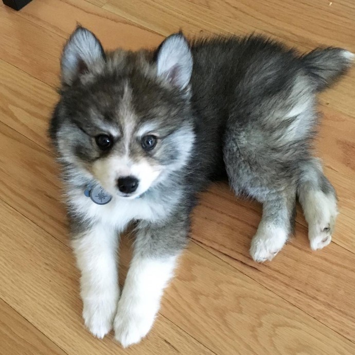 meet-norman-the-adorable-pomeranian-husky-mix-the-internet-has-fallen-in-love-with-35