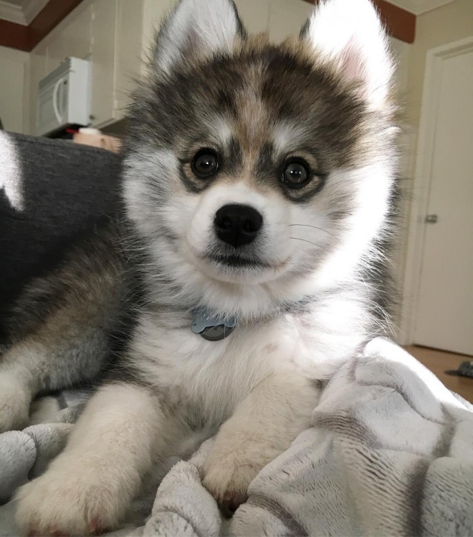 meet-norman-the-adorable-pomeranian-husky-mix-the-internet-has-fallen-in-love-with-36