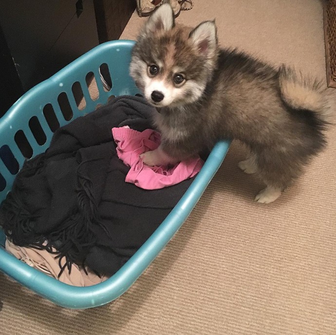 meet-norman-the-adorable-pomeranian-husky-mix-the-internet-has-fallen-in-love-with-39