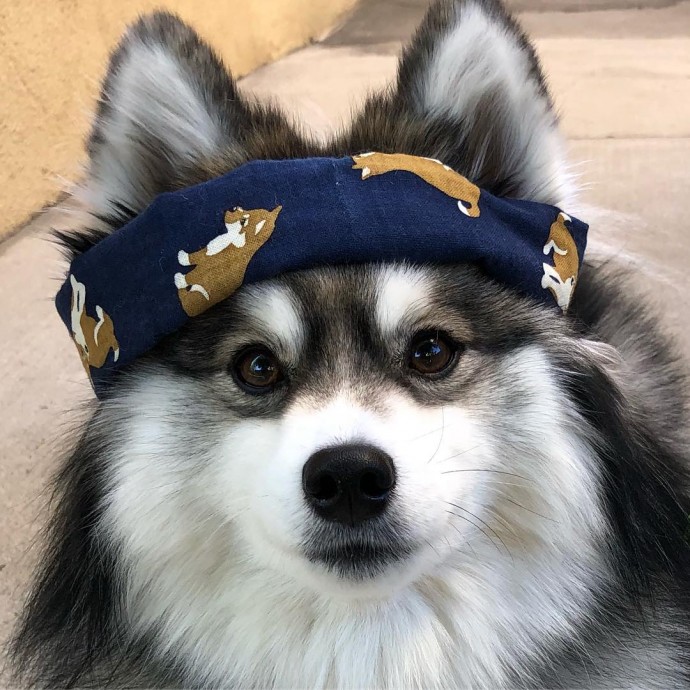 meet-norman-the-adorable-pomeranian-husky-mix-the-internet-has-fallen-in-love-with-40