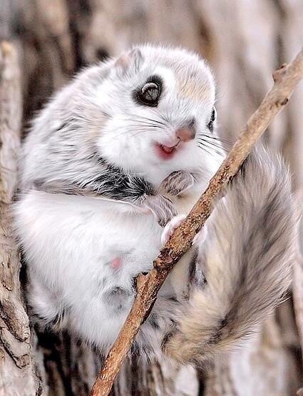 The Wildlife Kingdom on Twitter: "A Japanese Flying Squirrel 😍 - https://t.co/ianPuShk2f - #squirrel #squirrels #animal #animals #animallover #animallovers #cute #cuteanimals #aw #baby #babyanimal #babyanimals #nature #wildlife #japaneseflyingsquirrel ...