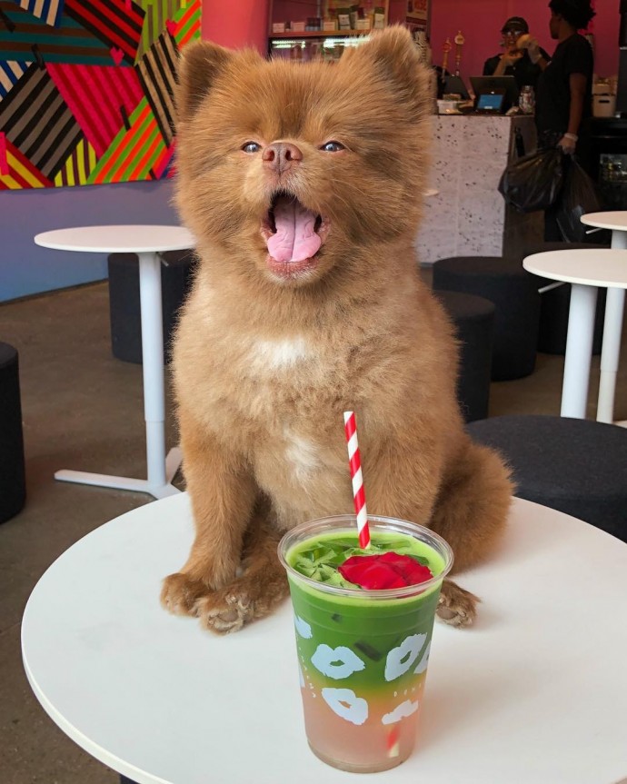 meet-bertie-the-chocolate-pomeranian-who-looks-just-like-a-baby-bear-01-1