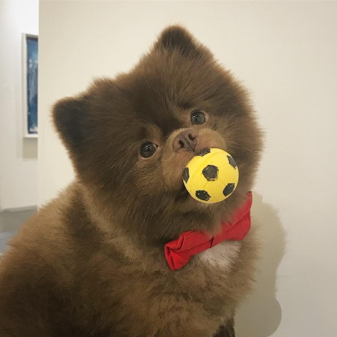 meet-bertie-the-chocolate-pomeranian-who-looks-just-like-a-baby-bear-01-10