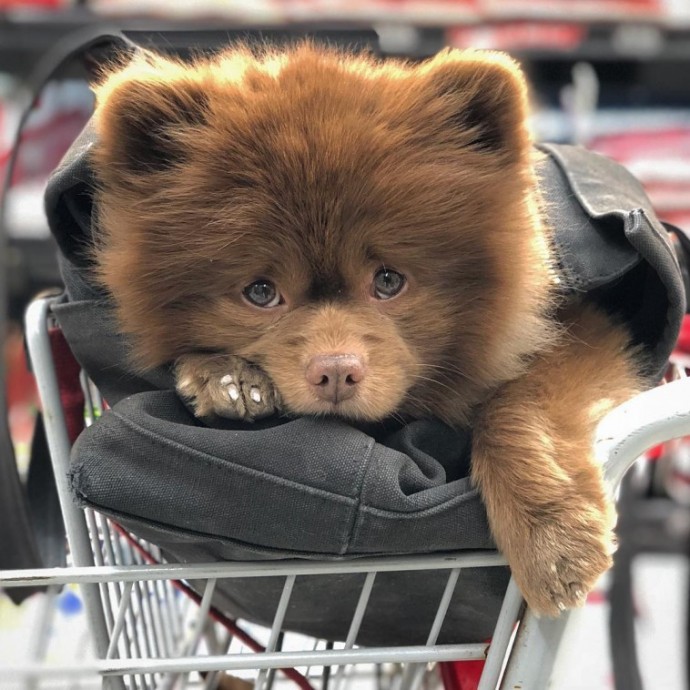 meet-bertie-the-chocolate-pomeranian-who-looks-just-like-a-baby-bear-01-11