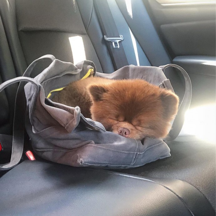 meet-bertie-the-chocolate-pomeranian-who-looks-just-like-a-baby-bear-01-12