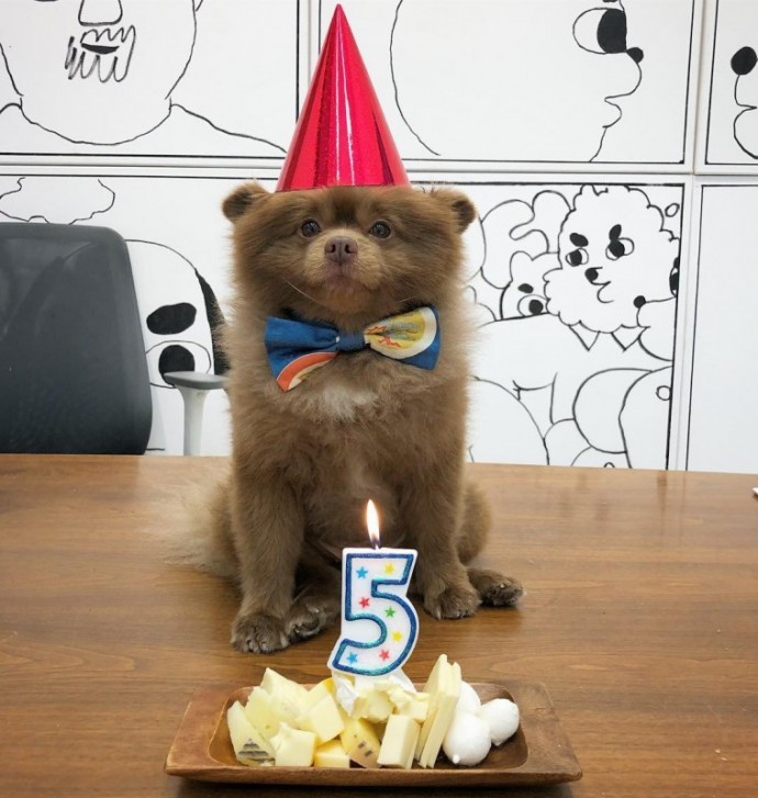 meet-bertie-the-chocolate-pomeranian-who-looks-just-like-a-baby-bear-01-13