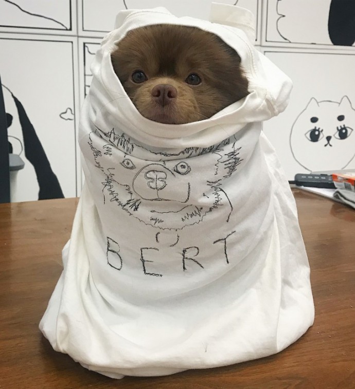 meet-bertie-the-chocolate-pomeranian-who-looks-just-like-a-baby-bear-01-14