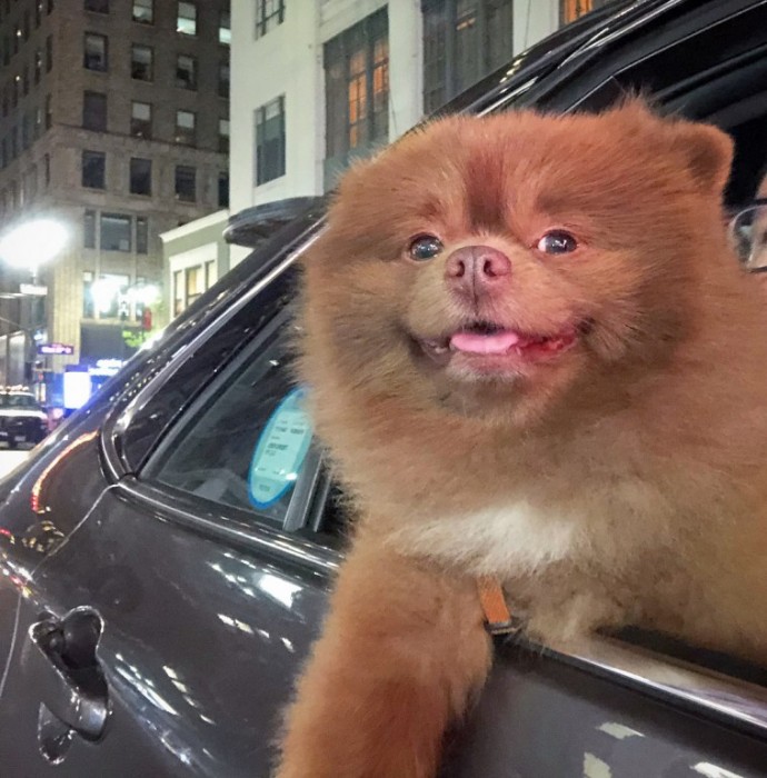 meet-bertie-the-chocolate-pomeranian-who-looks-just-like-a-baby-bear-01-15
