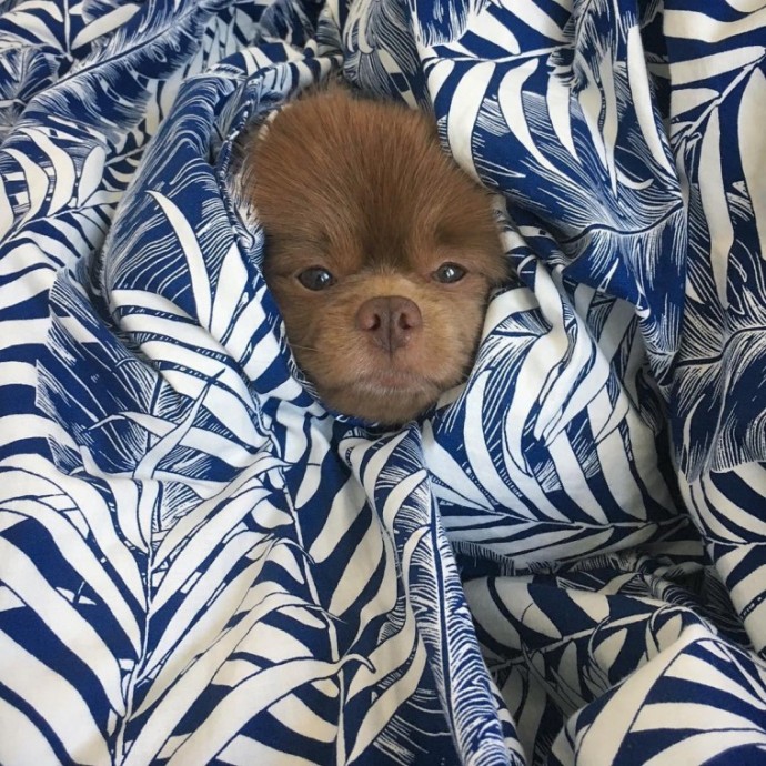 meet-bertie-the-chocolate-pomeranian-who-looks-just-like-a-baby-bear-01-16