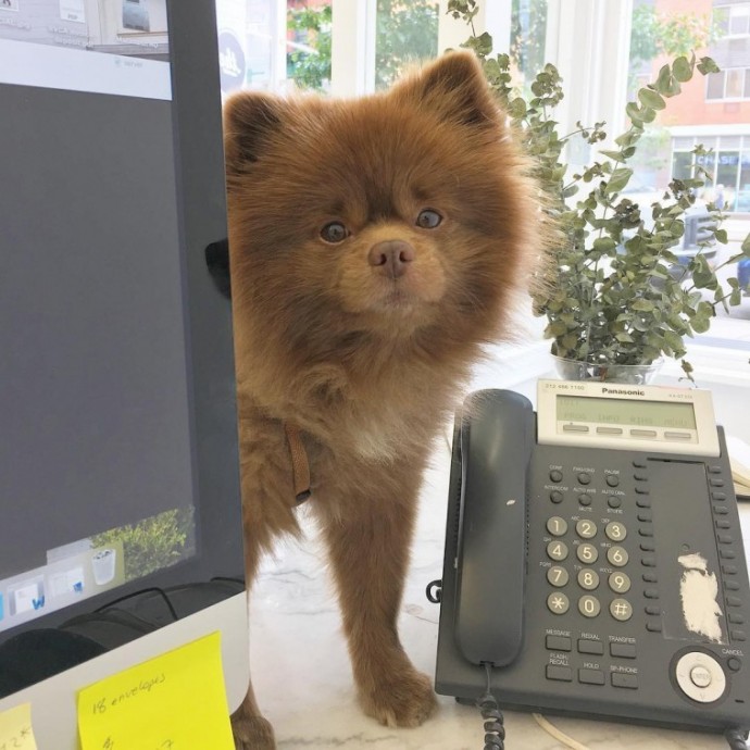 meet-bertie-the-chocolate-pomeranian-who-looks-just-like-a-baby-bear-01-17