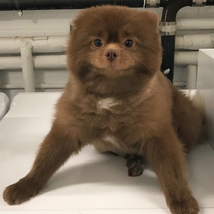 meet-bertie-the-chocolate-pomeranian-who-looks-just-like-a-baby-bear-01-18