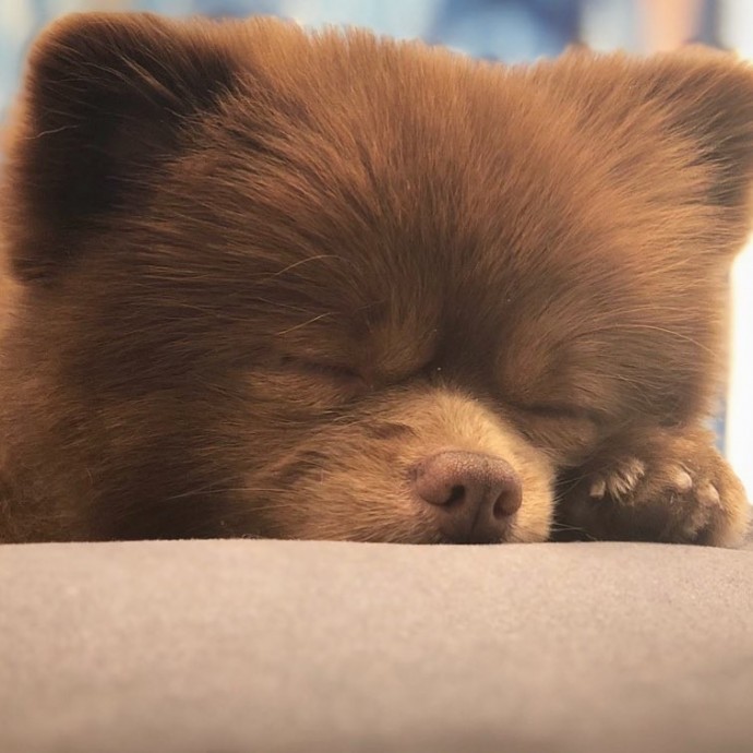 meet-bertie-the-chocolate-pomeranian-who-looks-just-like-a-baby-bear-01-19