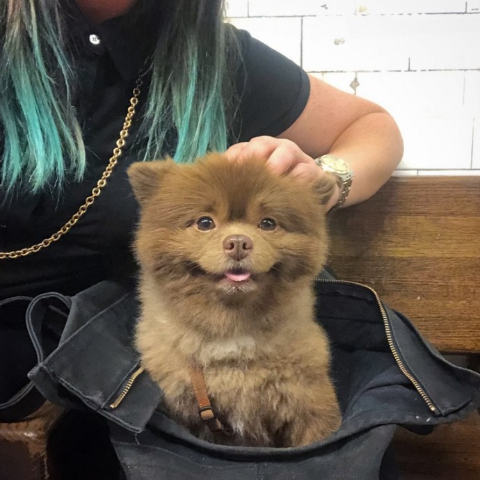 meet-bertie-the-chocolate-pomeranian-who-looks-just-like-a-baby-bear-01-2