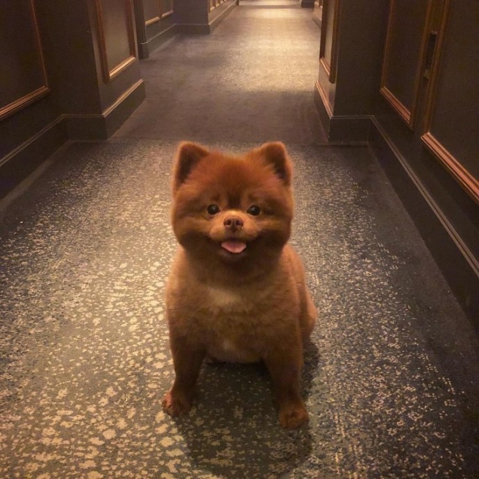 meet-bertie-the-chocolate-pomeranian-who-looks-just-like-a-baby-bear-01-3