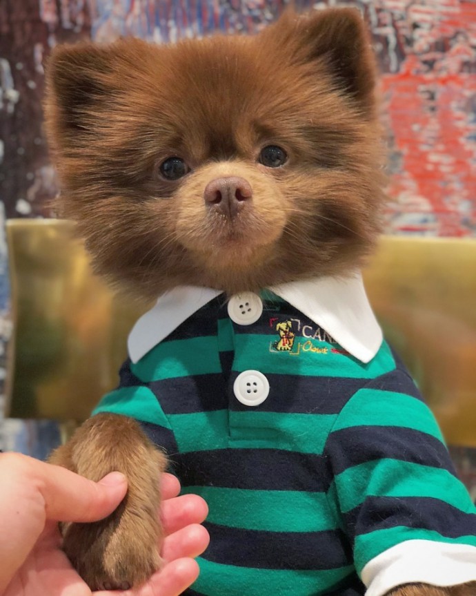 meet-bertie-the-chocolate-pomeranian-who-looks-just-like-a-baby-bear-01-4