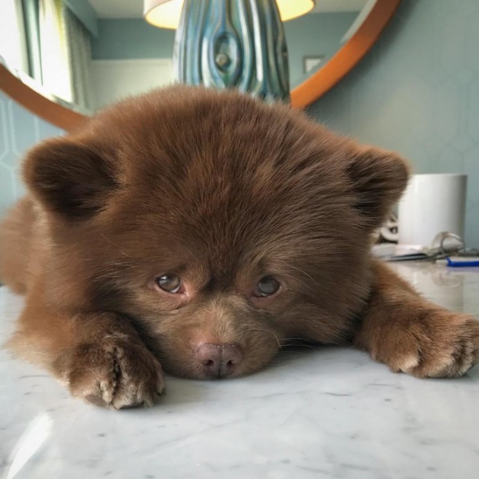meet-bertie-the-chocolate-pomeranian-who-looks-just-like-a-baby-bear-01-5