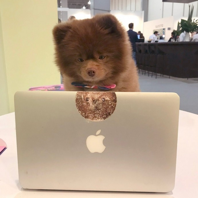 meet-bertie-the-chocolate-pomeranian-who-looks-just-like-a-baby-bear-01-6