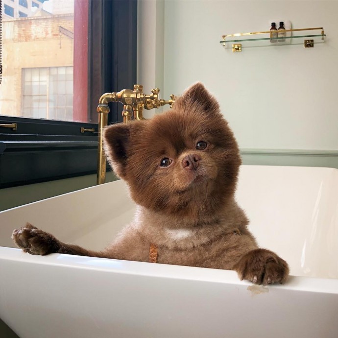 meet-bertie-the-chocolate-pomeranian-who-looks-just-like-a-baby-bear-01-7
