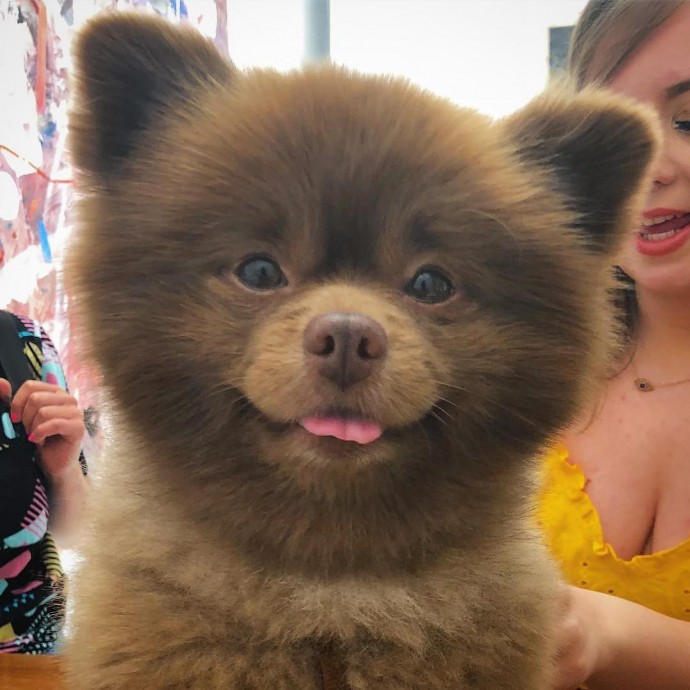 meet-bertie-the-chocolate-pomeranian-who-looks-just-like-a-baby-bear-01-8