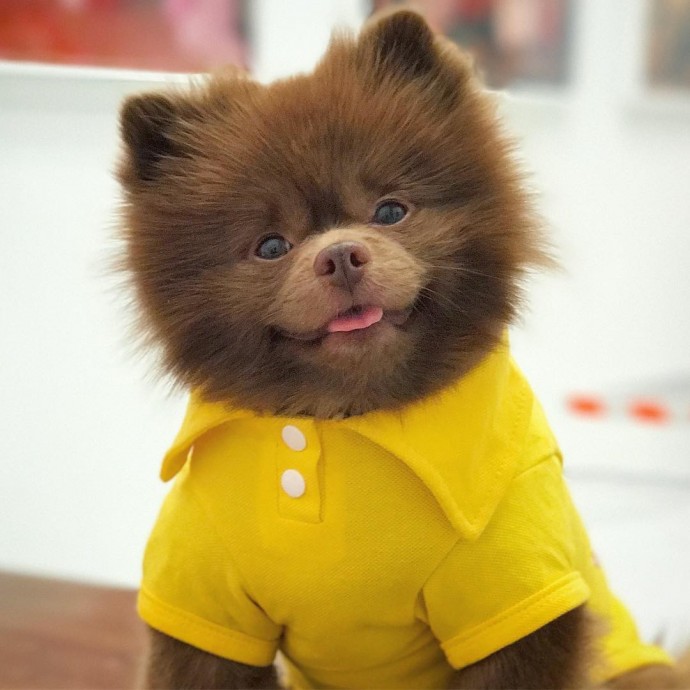 meet-bertie-the-chocolate-pomeranian-who-looks-just-like-a-baby-bear-01-9