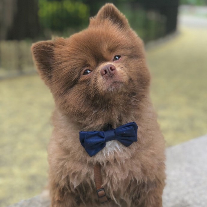 meet-bertie-the-chocolate-pomeranian-who-looks-just-like-a-baby-bear-01