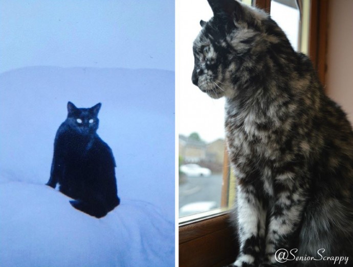 meet-scrappy-the-19-year-old-black-cat-who-grew-a-unique-marble-fur-due-to-his-rare-skin-condition-01